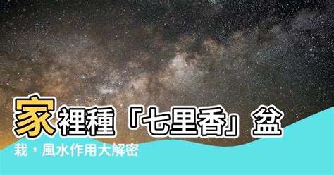 七里香風水|【七里香招陰嗎】招好運還是招陰氣？解密家中「七里香」的風水。